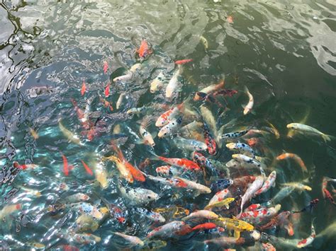 夢到好多魚|梦见好多鱼是什么意思预兆